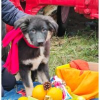 Пыжик 5 месяцев. Одинцовский район МО.