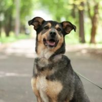 Кузя, 6 лет. Ногинск М.О.