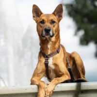 Рам, 1.5- 2 года. Москва.