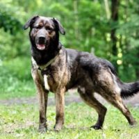 Оливер, 1-1.5 года. Москва.