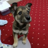 Рик, 2 месяца. Бронницы М.О.